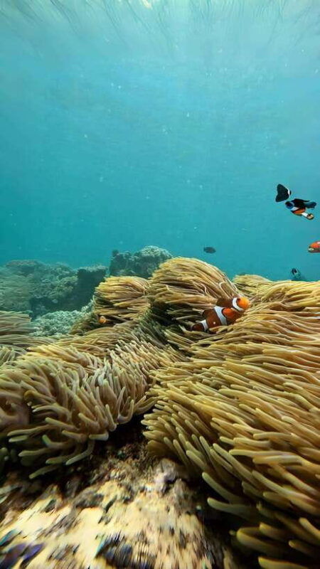 bali-blue-lagoon-and-tanjung-jepun-snorkeling-tour