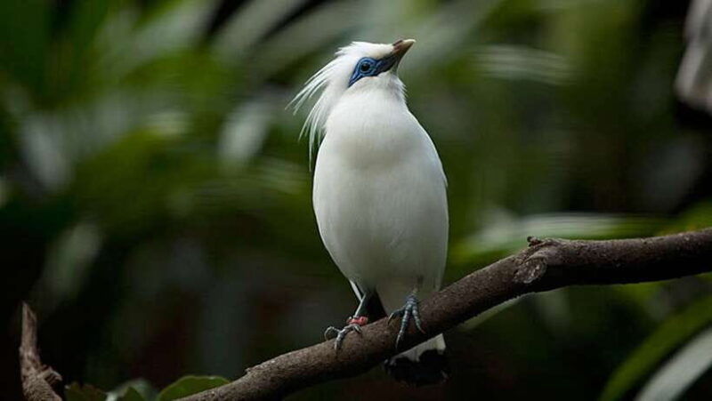 bali-countryside-bird-watching-tour-with-hotel-transfer