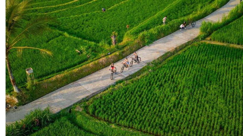 bali-downhilll-cycling-marigold-farm-rice-field-temple