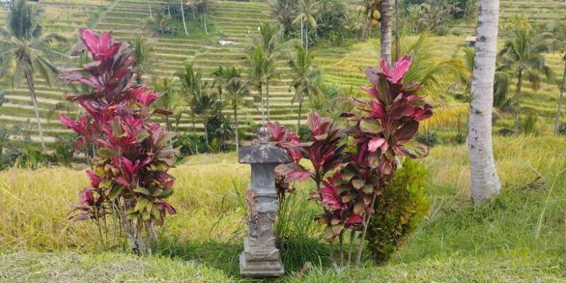 bali-jatiluwih-full-day-e-bike-and-trekking-tour