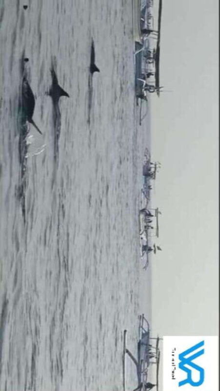 bali-lovina-dolphin-swim-snorkeling-2-destination-stop