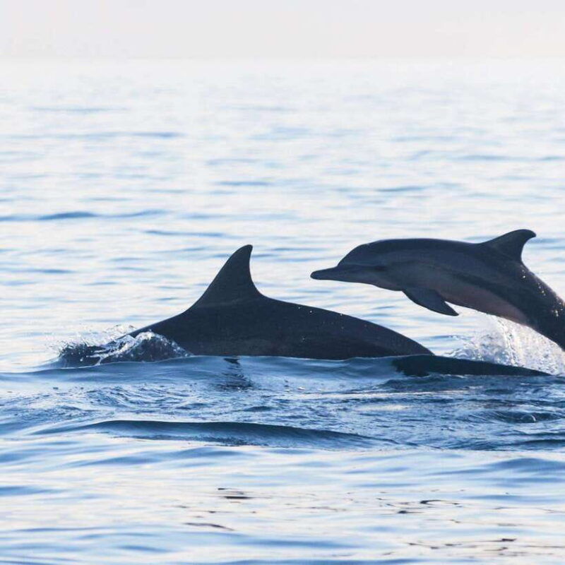 bali-lovina-dolphin-watching-and-snorkeling-tour-2