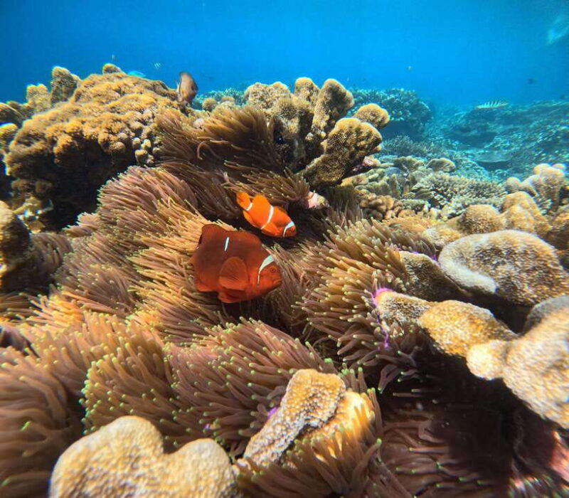 bali-nusa-penidaswimming-manta-ray-west-penida-with-lunch