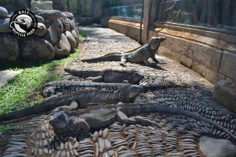 bali-reptile-park-1-day-admission-ticket