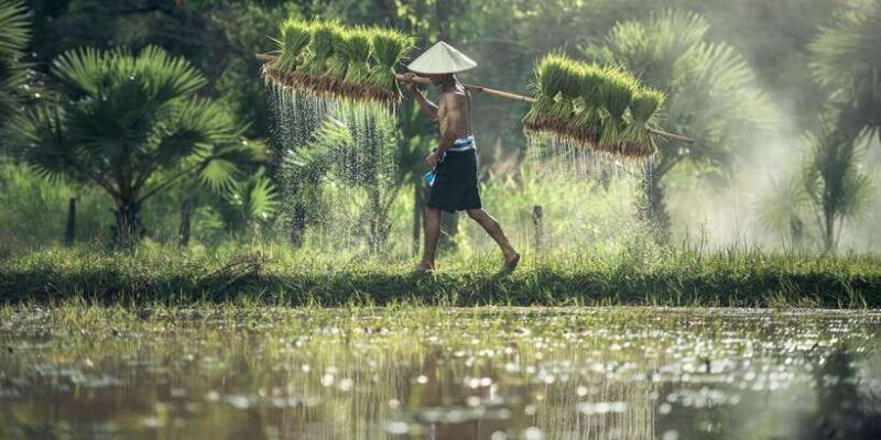 bali-rice-terraces-guided-hiking-experience
