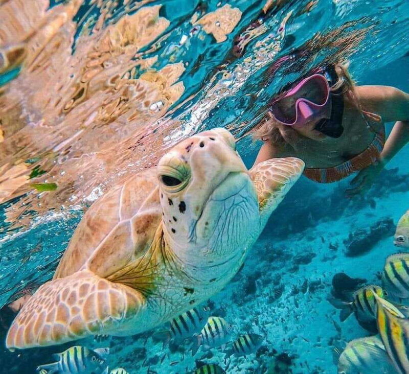 bali-snorkeling-at-two-spots-with-lunch-and-transport