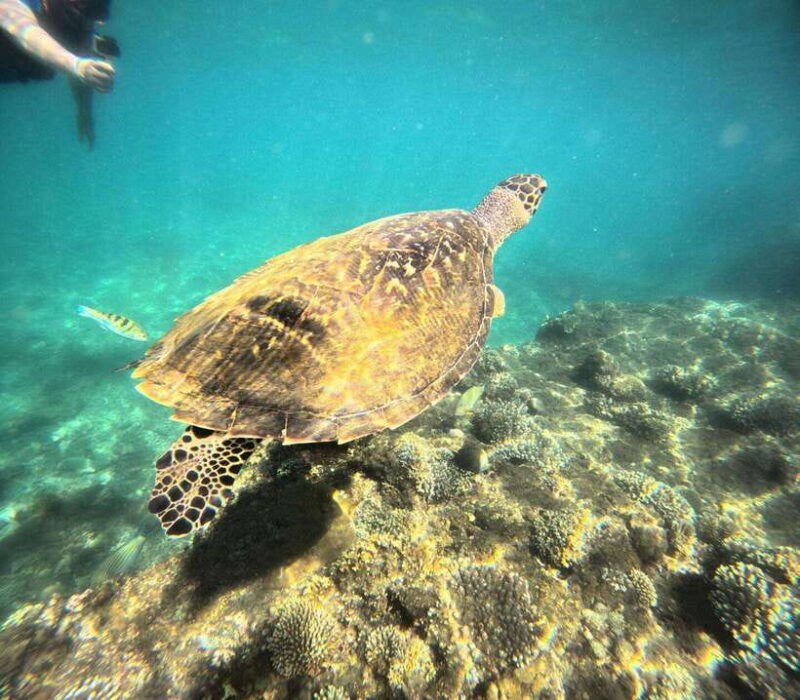 bali-snorkeling-blue-lagoon-and-tanjung-jepun-bali