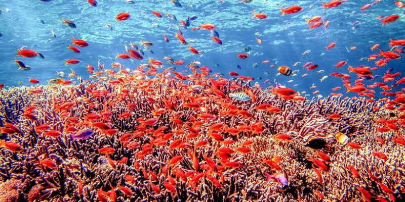 bali-tulamben-bay-and-the-usat-liberty-wreck-dive