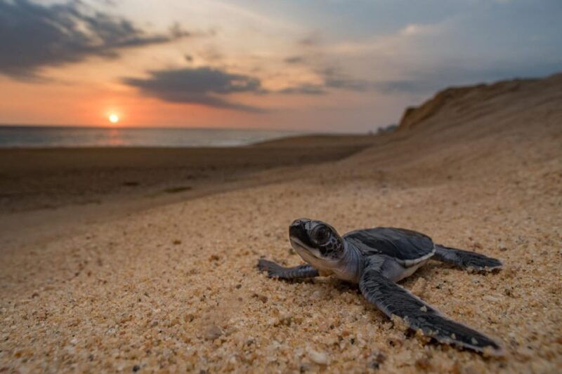 bali-turtle-conservation-and-education-tour-local-market