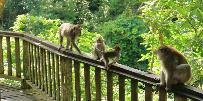 bali-ubud-and-kintamani-viewpoint-opt-swing-buffet-lunch