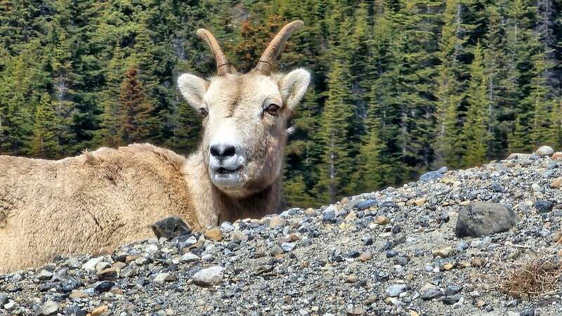 banff-evening-wildlife-safari-guided-tour