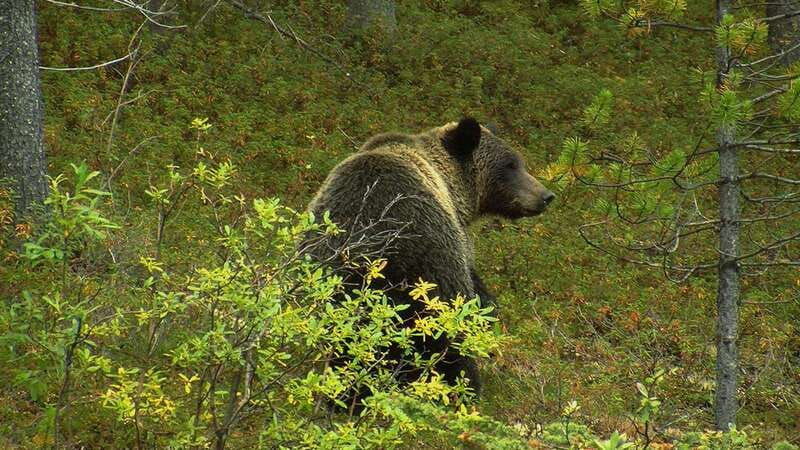 banff-national-park-private-safari-and-nature-walk-3-5h