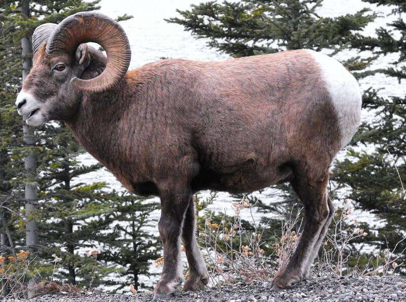 banff-private-guided-nature-walk-transportation-2-5h