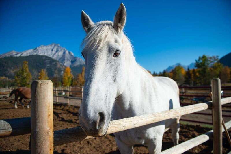 banff-wagon-ride-with-cowboy-cookout-bbq