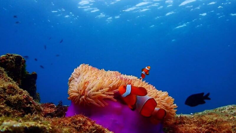 bangkok-nemo-island-day-trip-with-drone-photos-and-lunch