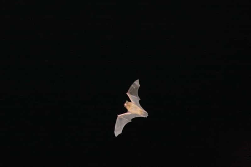 bat-watching-madeira