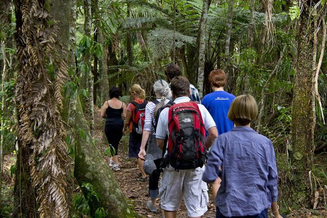 Bay of Islands Shore Excursion: Puketi Rainforest Guided Walk - Final Thoughts