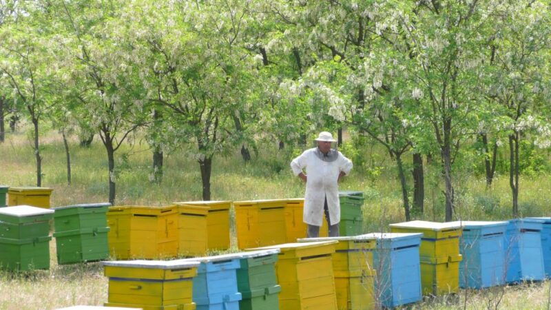 bees-in-romania-private-beekeeping-lesson-and-local-lunch