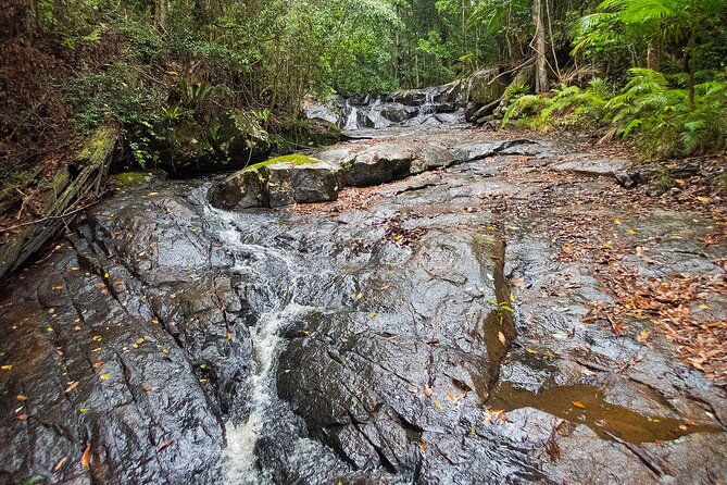 Bellthorpe Rainforest Private Tour - Why This Tour Offers Real Value