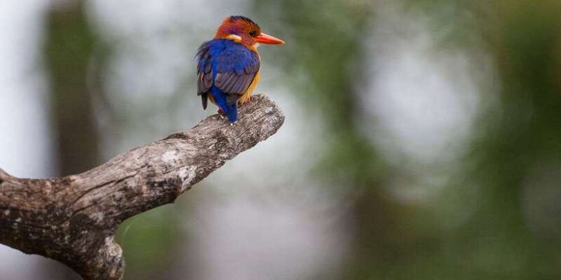 bentota-beach-river-mangroves-lagoon-wildlife-tour