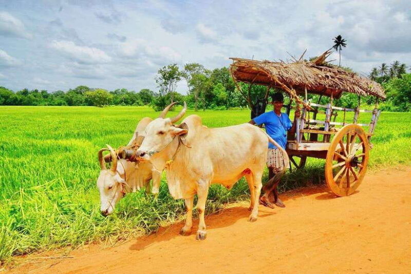 bentota-village-tour-river-safari-with-westcoast