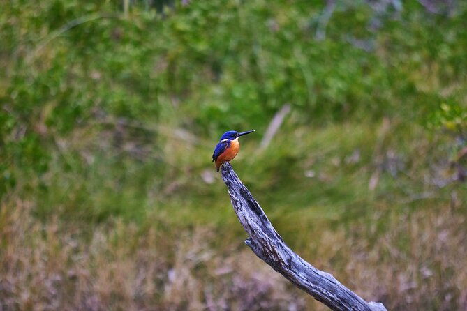 Bermagui River Kayak Tour - Final Thoughts