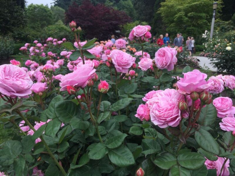 bike-portland-bridges-neighborhoods-poetry-and-roses