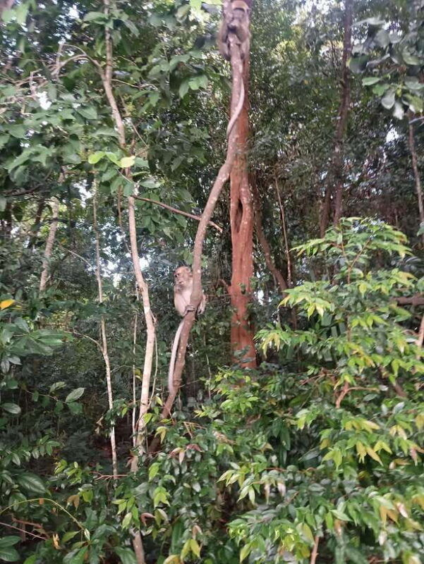 bintan-mangrove-or-fireflies-tour