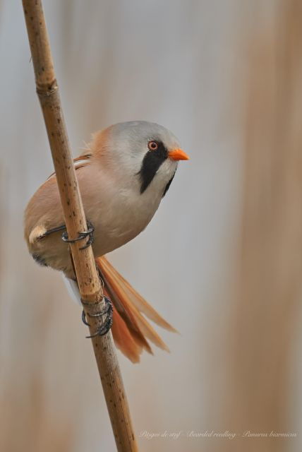 bird-watching-and-photography-private-tour-near-constanta
