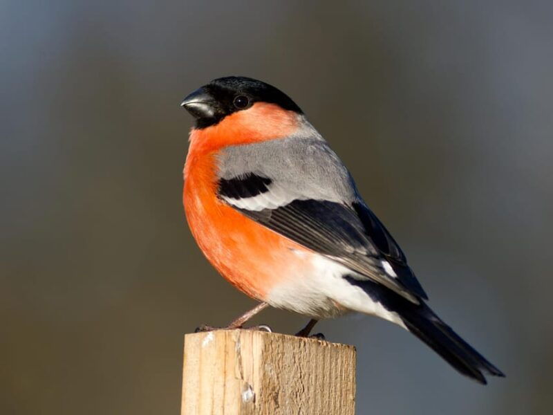 bird-watching-in-the-stockholm-archipelago