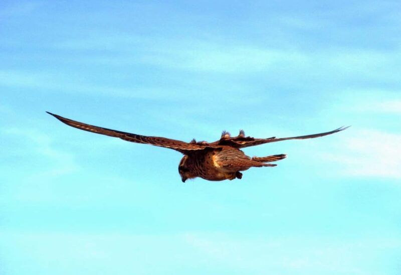 bird-watching-the-raptors