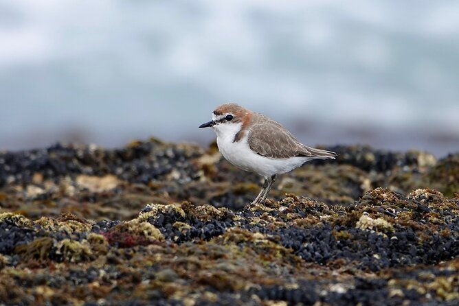 Birds of Yarnbala - Who Would Benefit Most from Birds of Yarnbala?