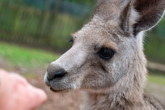 Blue Mountains Big Day Out - Private Tour - Why Choose the Blue Mountains Big Day Out?