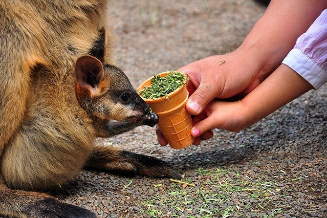 Blue Mountains Highlights, Wildlife Park and Scenic World Full Day Private Tour - Who Would Love This Tour?