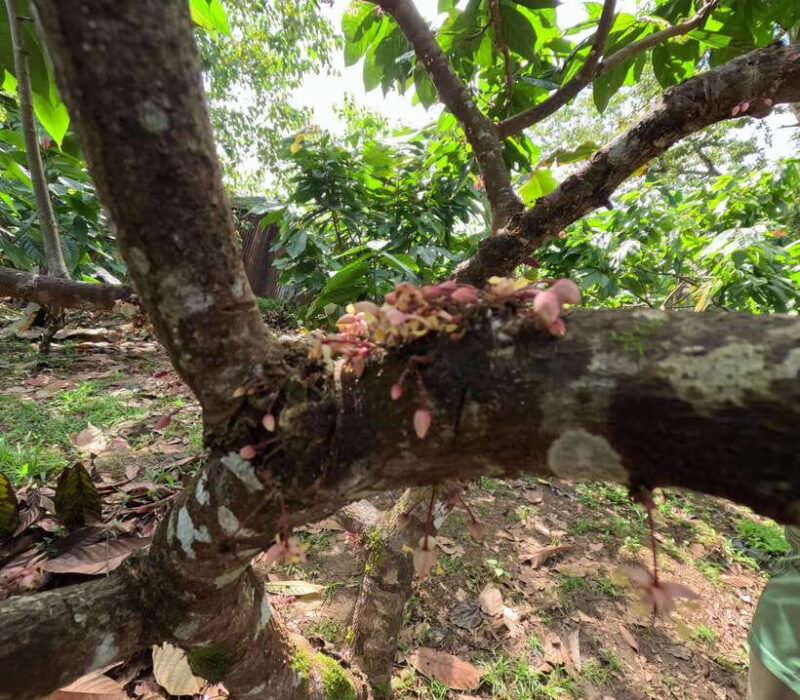 bohol-chocolate-making-and-farm-tour