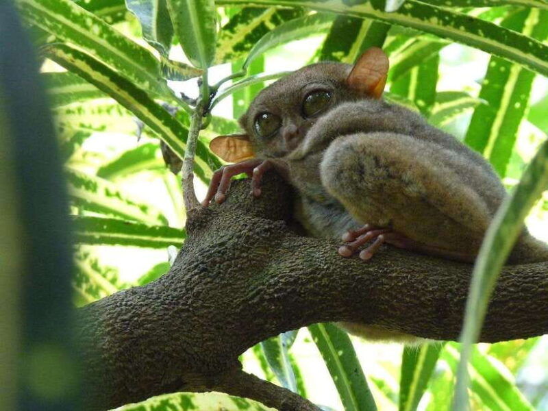 bohol-countryside-tour-with-tarsiers-and-chocolate-hills