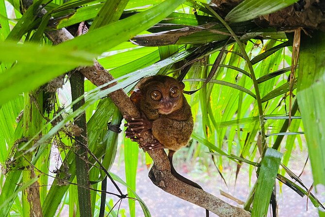 Bohol Day Tour with Round-Trip Transfers from Cebu - Transportation and Logistics