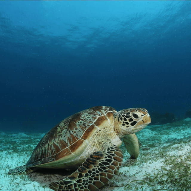 bohol-pamilacan-island-fun-dive-experience