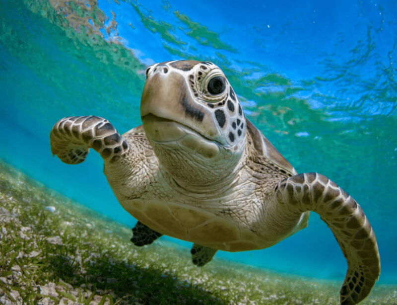 bohol-panglao-island-hopping-dolphin-watching-tour