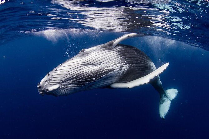 BORA-BORA Private Whale Watching - Price and Value: Is It Worth It?