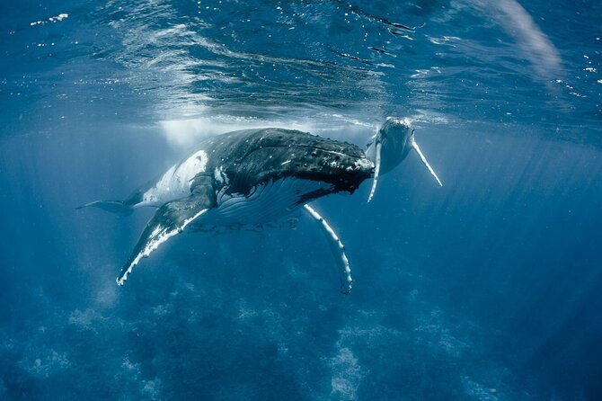 Bora Bora Whale Watching - What to Expect on the Bora Bora Whale Watching Tour