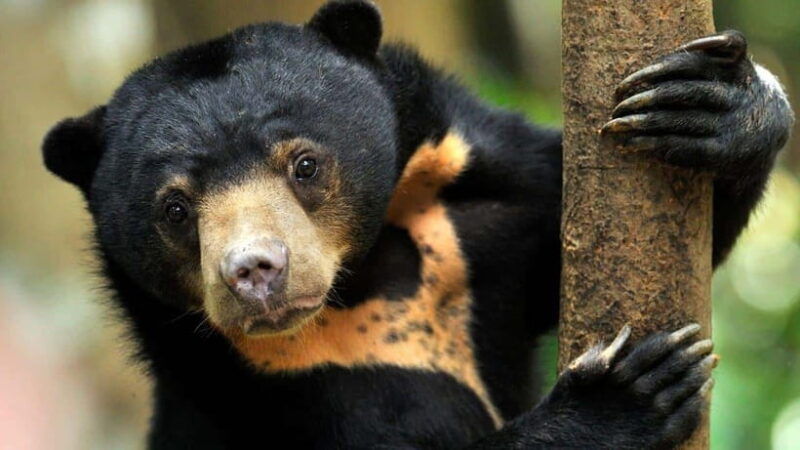 borneo-orangutan-proboscis-monkey-and-sun-bear-tour