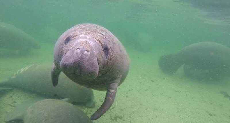 bradenton-anna-maria-island-guided-kayaking-manatee-tour