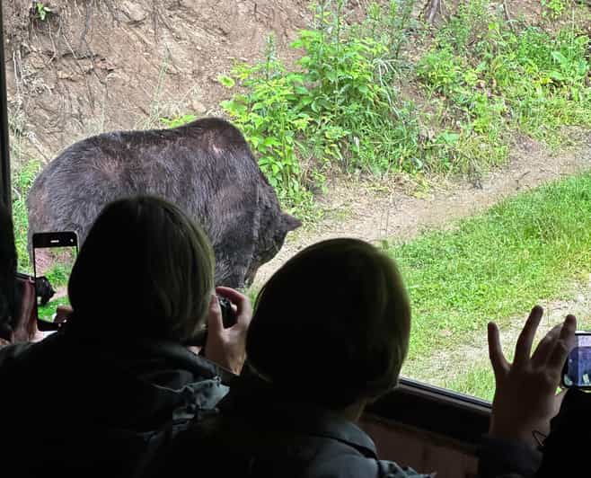 brasov-bear-watching-in-the-wild-from-a-hideout