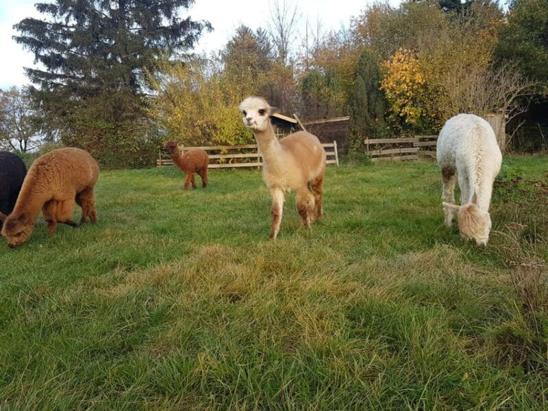 braunschweig-alpaca-trekking-tour
