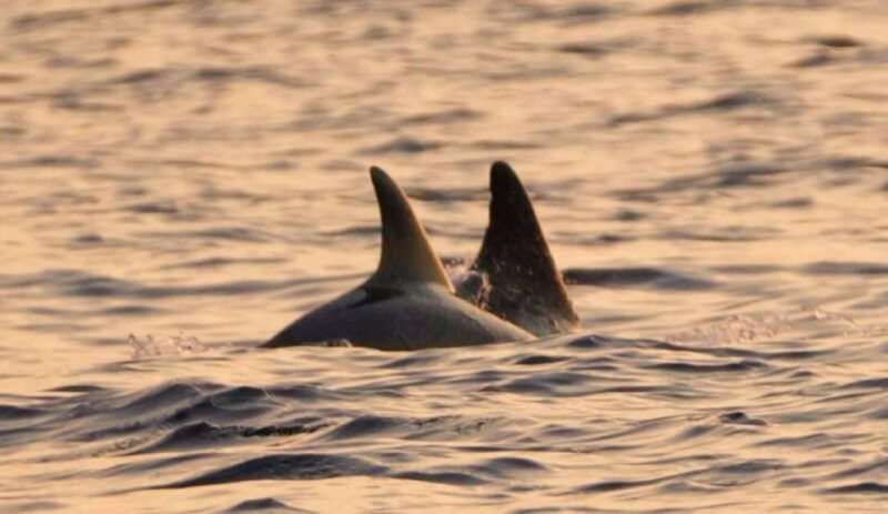 brijuni-islands-sunset-dolphins-private-boat-tour