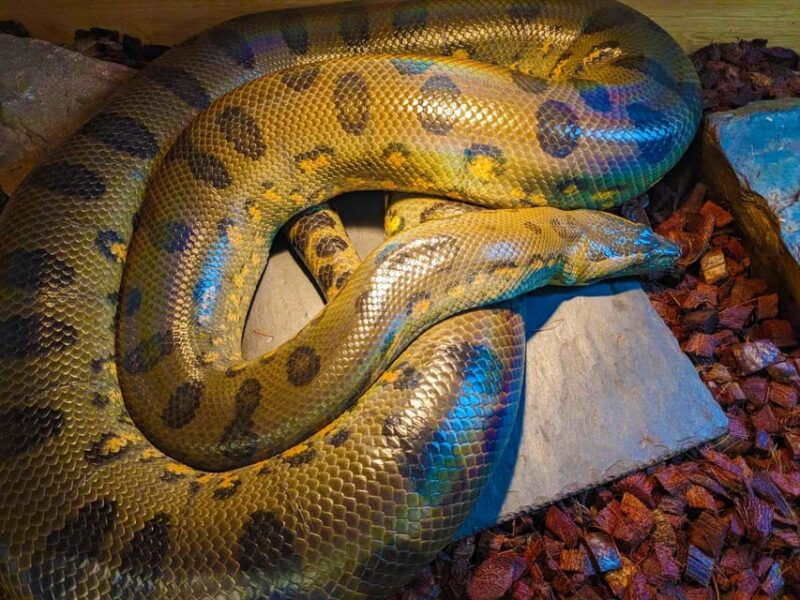 bristol-big-snake-experience-for-two-people