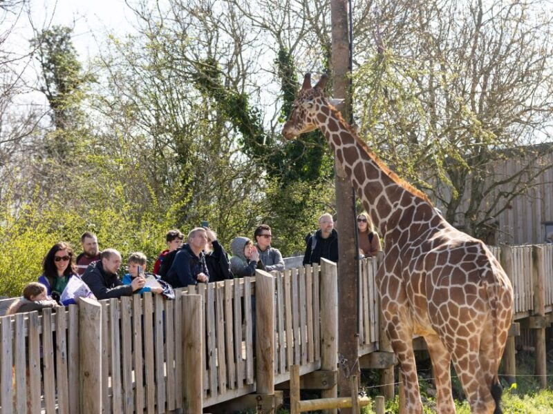 bristol-bristol-zoo-project-entry-ticket