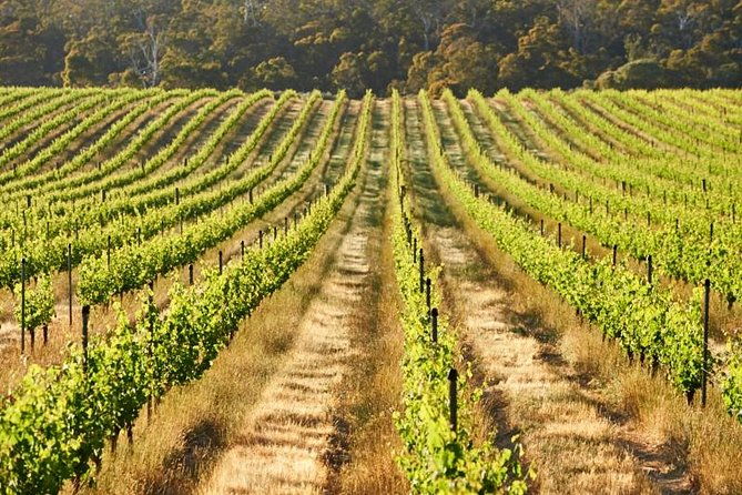 Brown Hill Winemaker's Walk - Authentic Perspectives from Reviewers