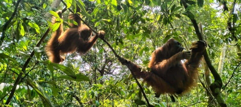 bukit-lawang-a-unique-wildlife-tour-overnight-into-jungle